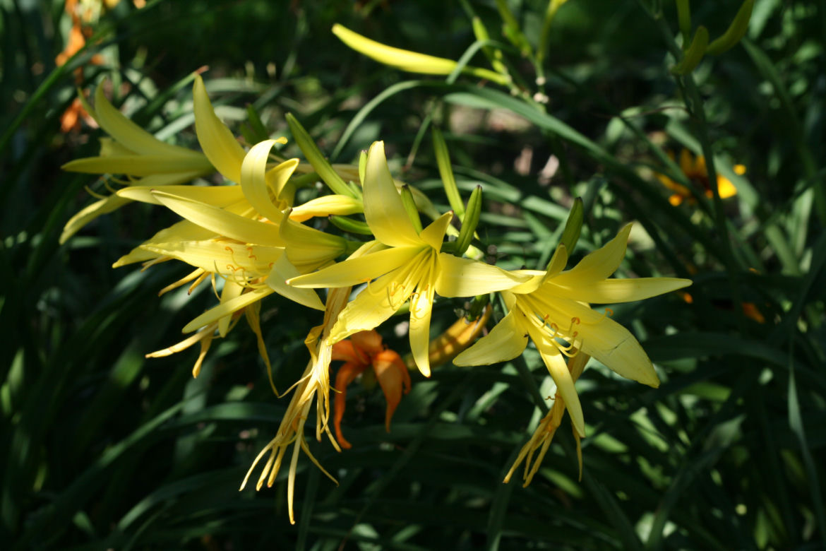 Liliowiec ogrodowy