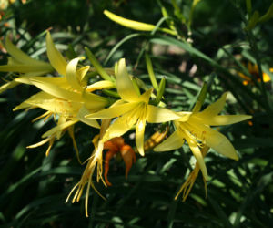 Liliowiec ogrodowy