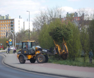 Mieli wycinać, ale przesadzili. Tylko czy klony się przyjmą w nowym miejscu?