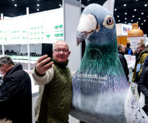Katowice stolicą gołębiarstwa. Za nami 17. edycja EXPOGołębie. To największa tego typu impreza w Europie