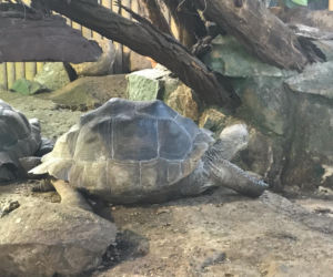 Żółwie jaja we Wrocławskim ZOO