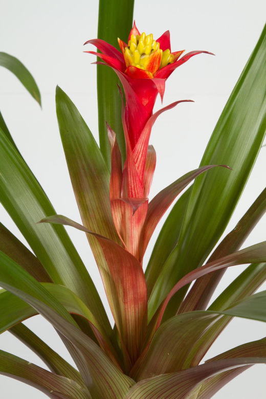 Guzmania
