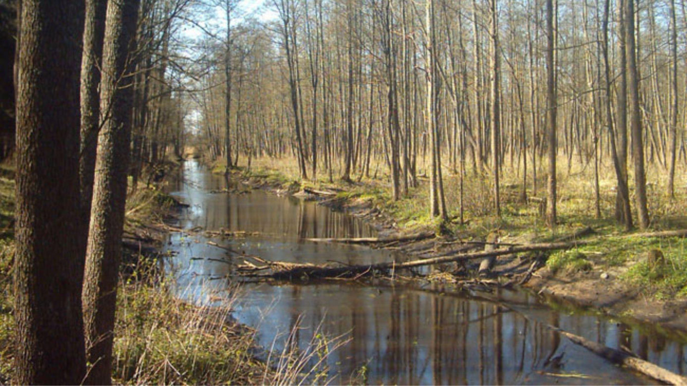 Stara Białowieża na Podlasiu