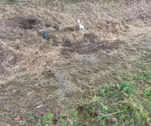 Zabił Walentynę, bo chciała od niego odjeść. Koszmar na Mazowszu