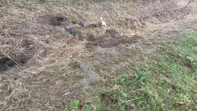 Zabił Walentynę, bo chciała od niego odjeść. Koszmar na Mazowszu