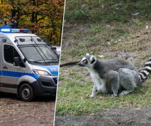 Nalot na znane zoo pod Mieroszowem. 4 osoby zatrzymane