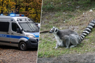 Nalot na znane zoo pod Mieroszowem. 4 osoby zatrzymane