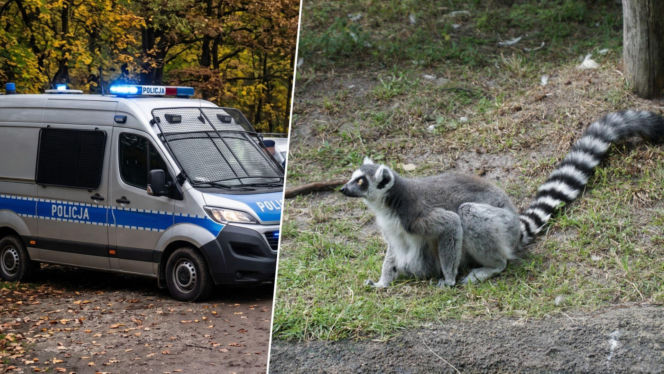 Nalot na znane zoo pod Mieroszowem. 4 osoby zatrzymane