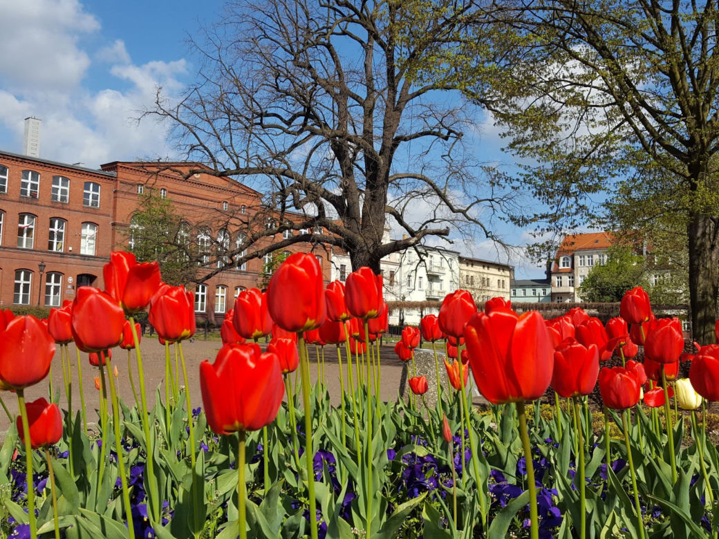 Dawno w Lesznie nie było tak kolorowo! Kwitną tulipany, bratki i stokrotki
