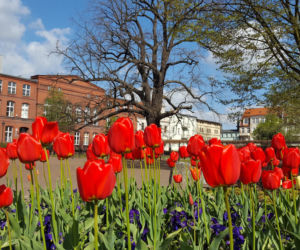 Dawno w Lesznie nie było tak kolorowo! Kwitną tulipany, bratki i stokrotki