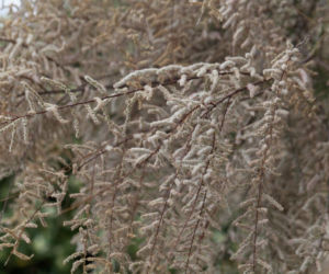 Tamaryszek