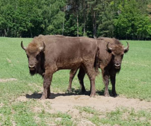 Żubry w Nadleśnictwie Bierzwnik