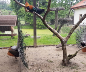 Napalony paw molestuje kury i koguty