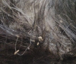 Śląskie: Co za horror! Pies był żywcem zjadany przez robaki! Nic nie dało się już zrobić [ZDJĘCIA]
