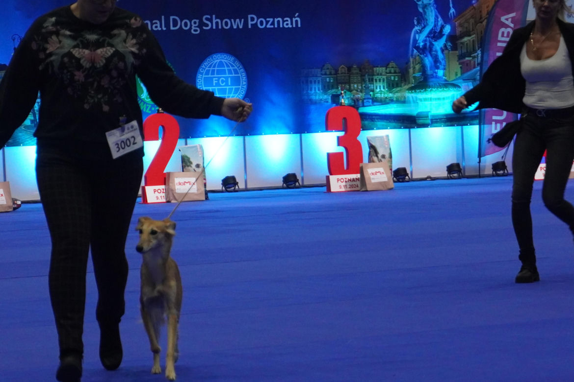 Międzynarodowa Wystawa Psów Rasowych w Poznaniu