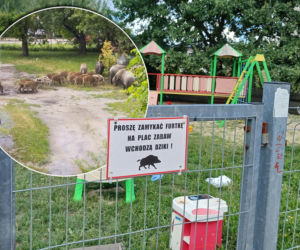 Dziki rozszarpały Dyzia na oczach rodziny. „Bawiły się nim przez dobrą godzinę”. Gmina Wołomin żyje w strachu