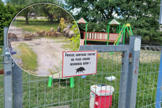 Dziki rozszarpały Dyzia na oczach rodziny. „Bawiły się nim przez dobrą godzinę”. Gmina Wołomin żyje w strachu