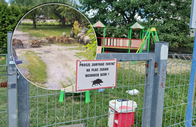 Dziki rozszarpały Dyzia na oczach rodziny. „Bawiły się nim przez dobrą godzinę”. Gmina Wołomin żyje w strachu