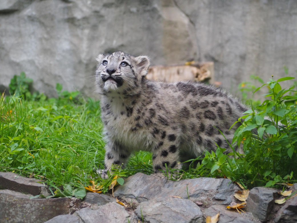 Irbisy z warszawskiego zoo. Harce młodych kotów