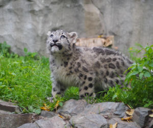 Irbisy z warszawskiego zoo. Harce młodych kotów
