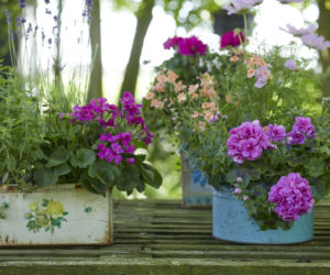 Pelargonie