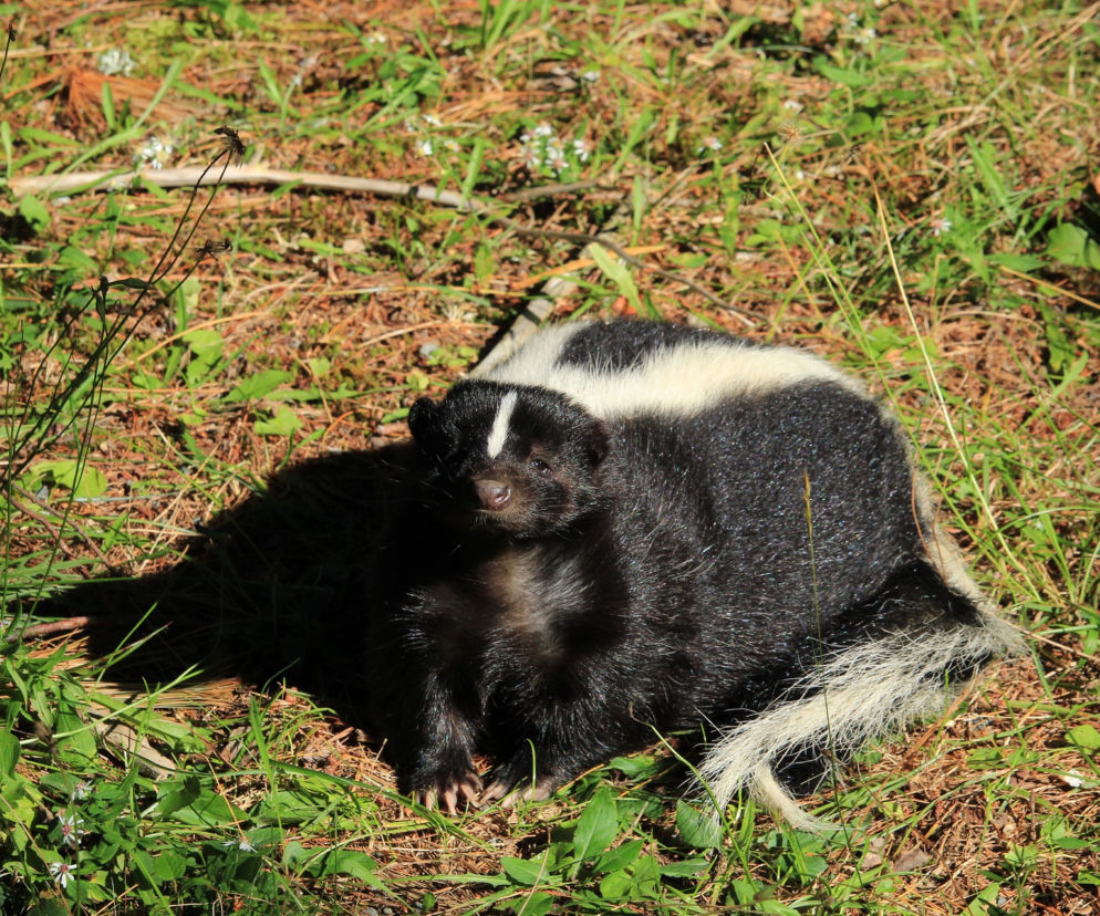 Skunks