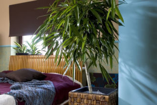 Fikus wierzbolistny - Ficus binnenijkii