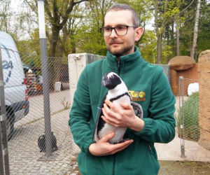Pingwin Janusz