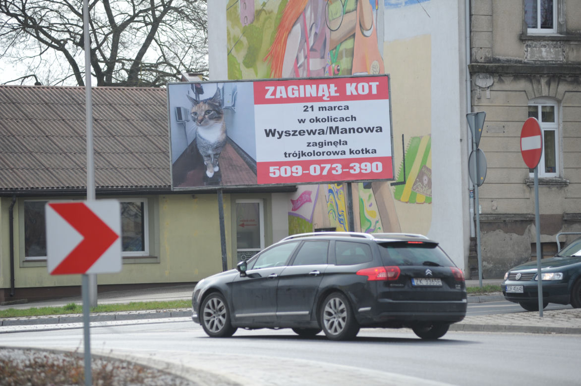 Koszalin: Poszukiwania kota