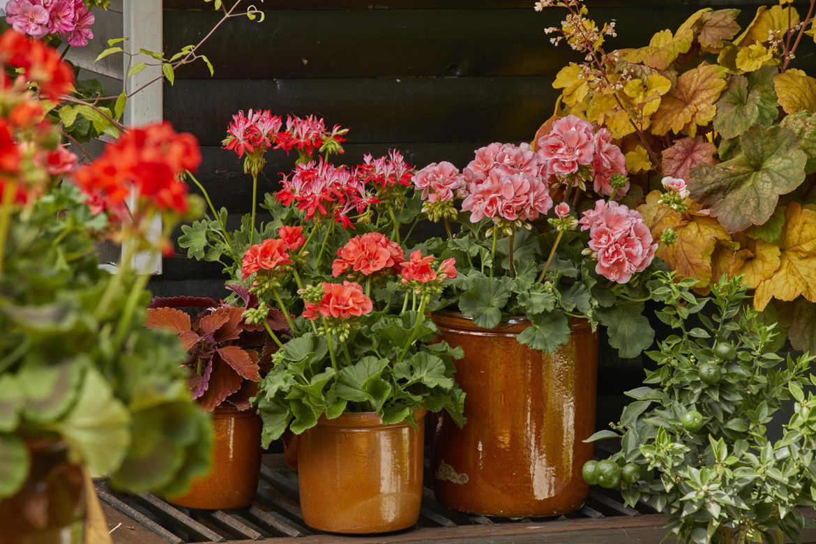 Zimowanie pelargonii