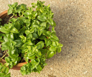 Aptenia sercolistna