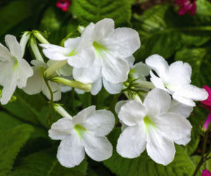 Skrętnik (Streptocarpus)