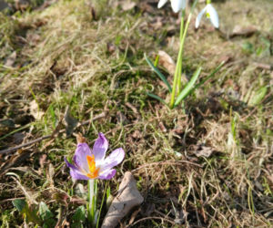 Wiosna coraz śmielej daje o sobie znać! Krokusy kwitną, pszczoły ruszyły do pracy