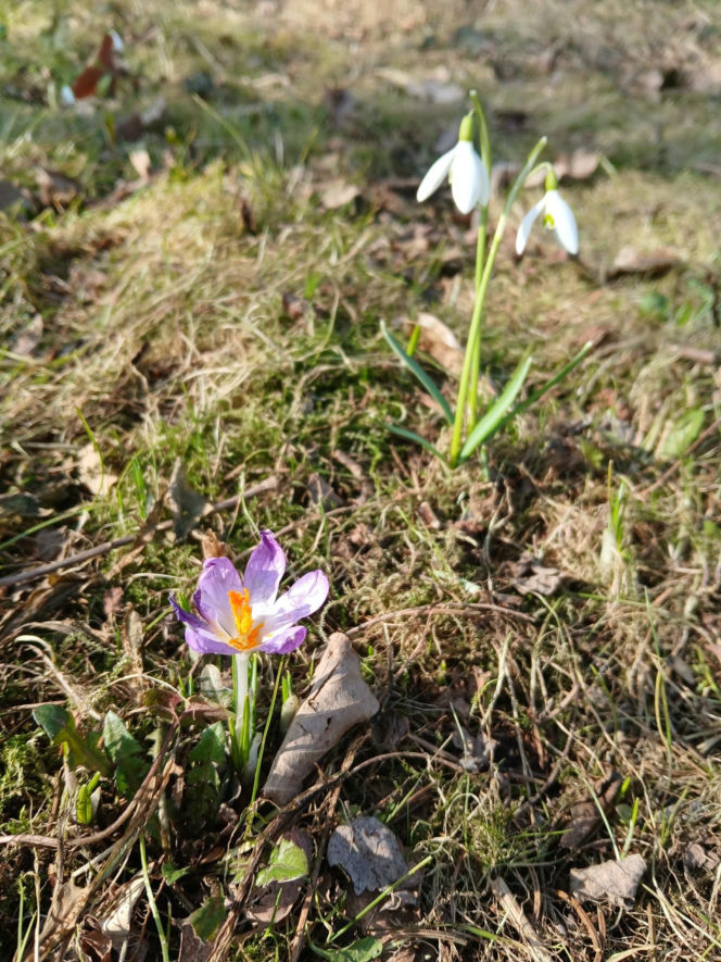 Wiosna coraz śmielej daje o sobie znać! Krokusy kwitną, pszczoły ruszyły do pracy