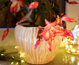 Grudnik - kwiat na Boże Narodzenie