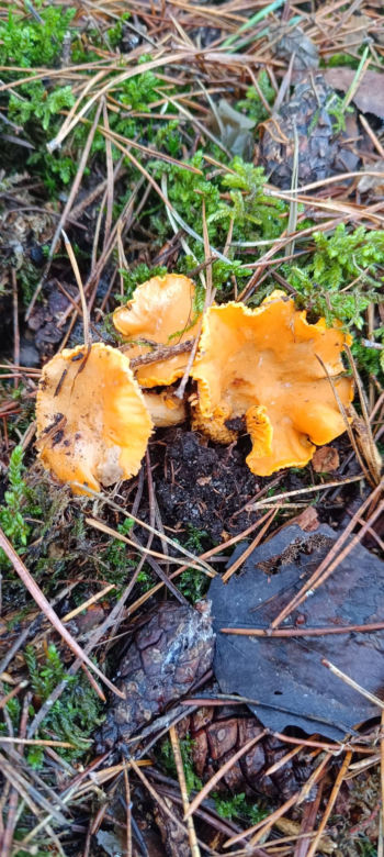 Grzybobranie w zimie w Lubuskiem
