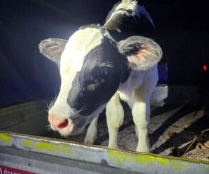 Właściciel zgubionego na drodze cielaka zgłosił się po zwierzę