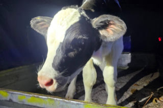 Właściciel zgubionego na drodze cielaka zgłosił się po zwierzę