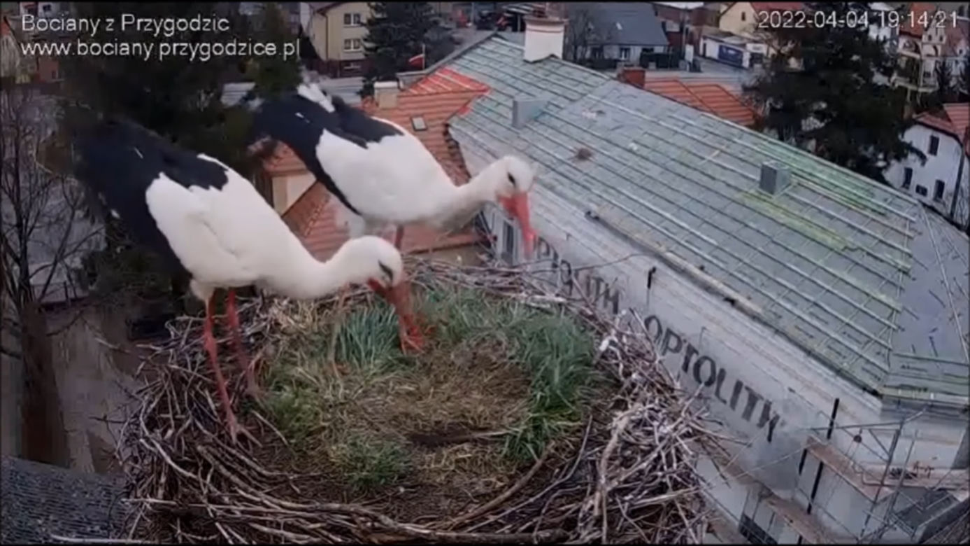 Wojna w bocianim gnieździe! Intruzi zniszczyli jedno jajo
