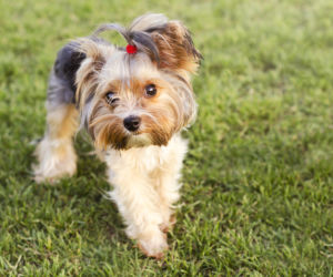  Yorkshire Terrier 