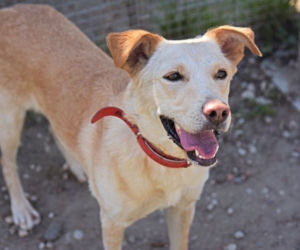 PIES DO ADOPCJI - Bella