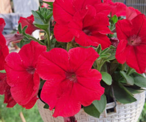 Petunia