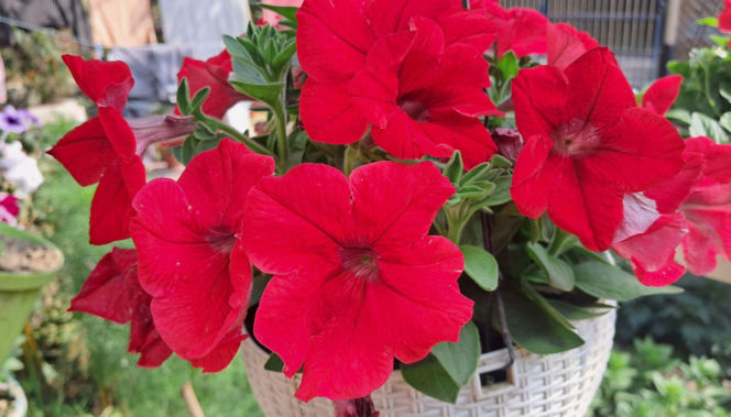 Petunia