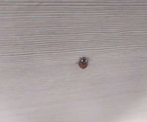 Płock. Uwaga, alergicy! Nie zagnieździła się u was biedronka azjatycka? [ZDJĘCIA]