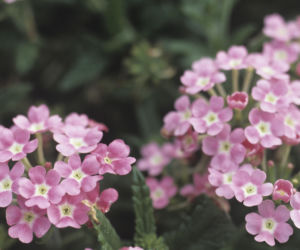 12 kwiatów, które kwitną aż do jesieni. Inspiracje