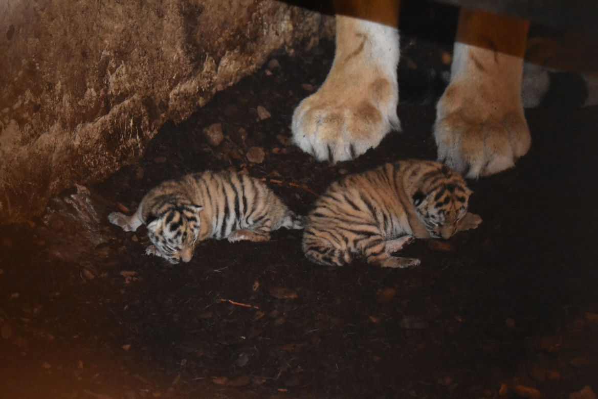 Wielka radość w zamojskim zoo! Na świat przyszły dwa tygryski!