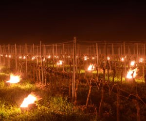 Przymrozki w winnicy - podgrzewanie winorośli