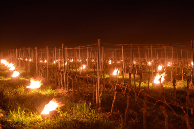 Przymrozki w winnicy - podgrzewanie winorośli