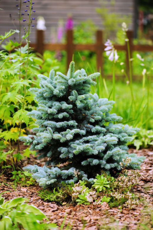 Świerk kłujący 'Glauca Globosa'
