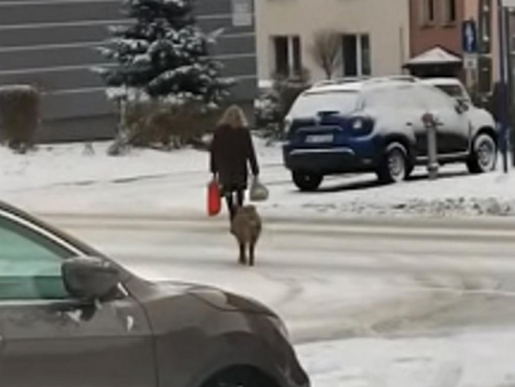 Dziki chciały wyrwać kobiecie reklamówkę z zakupami
